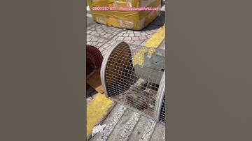 Làm thế nào để bắt chuột hiệu quả? #dietchuot cách nào diệt chuột?#batchuot cách bắt chuột trong nhà