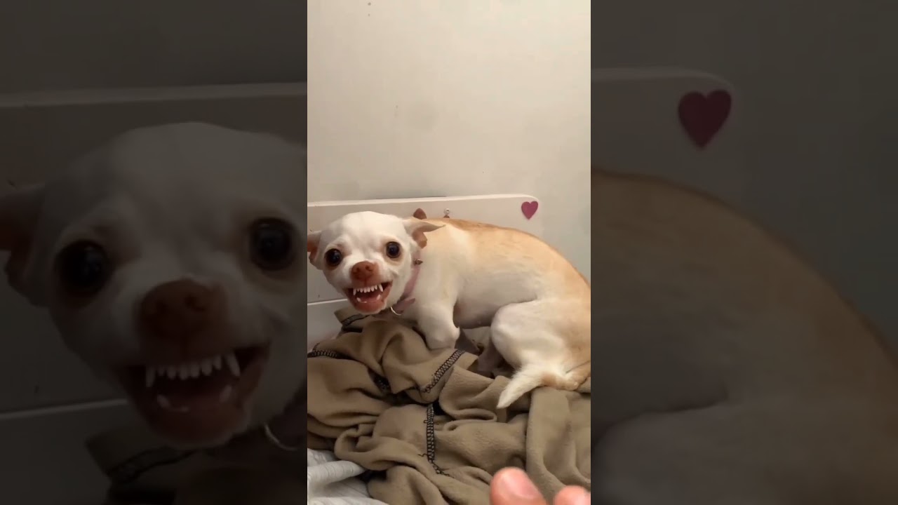Niki angry Chihuahua #short #ytshort #chihuahuas #pets #dogs ‎@Chihuahua TV   ‎@mreviatar