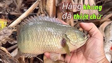 Tập 355 - Liên Tục Lên Hàng Khủng Hôm Nay Trúng Điểm Quá Đã Tay Rồi | Câu Cá Rô Đồng |  MQTG