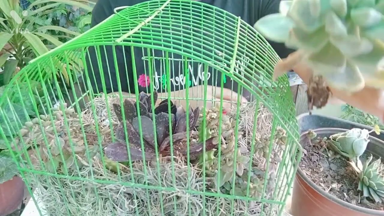 Arreglo con Suculentas en una Jaula de Pajaritos 🐦😊