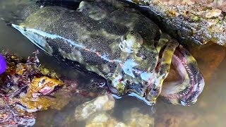 【İngilizce Alt】 Kuzen Denize Koştu Ve Yarıkta Vahşi Bir Orfoz Buldu