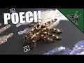 ALL POECILOTHERIA-s | Poster review and feeding