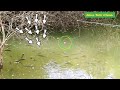 Fisher Man Catching in Deep ponds|triple  Hook Fishing |amazing fishing video black Rohufishes |