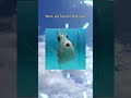 Fisch #roblox  #whathaveidone  #memes
