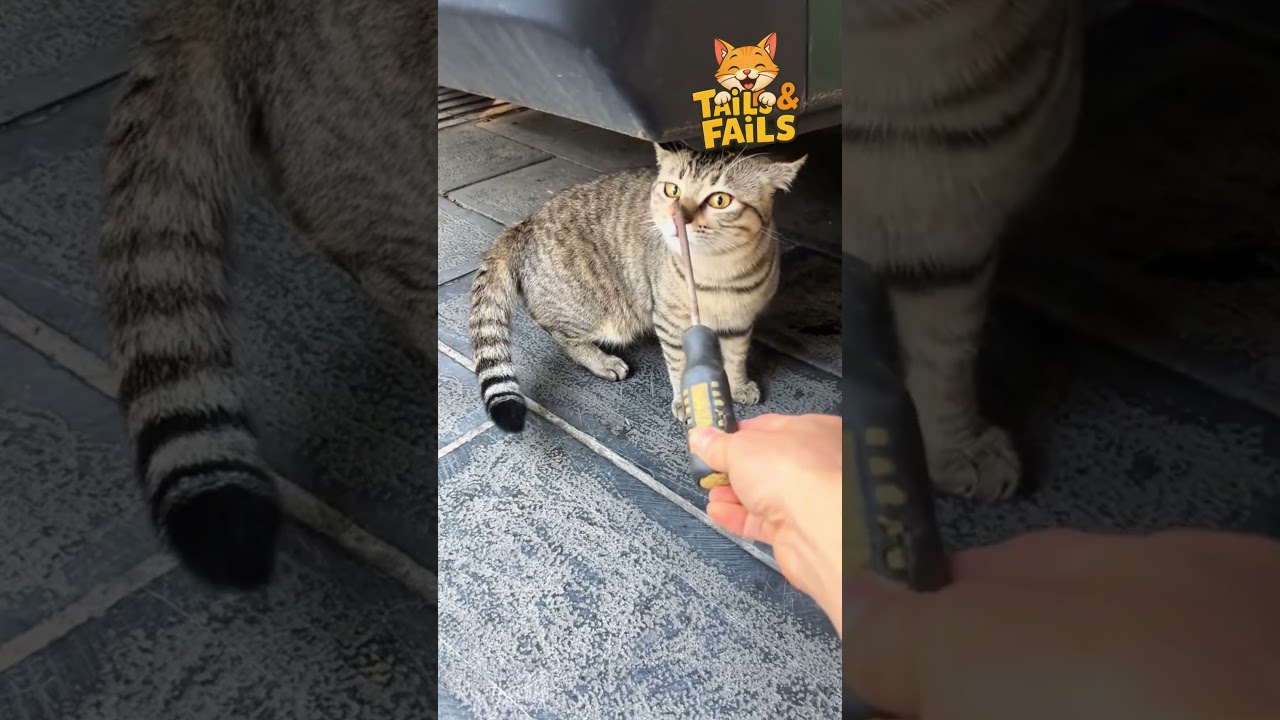 Ultimate Cat Compilation for Instant Smiles 😆🐾 