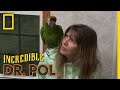 A Macaw With Loose Poop | The Incredible Dr. Pol