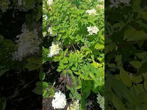 Alien 🕷️ - YouTube