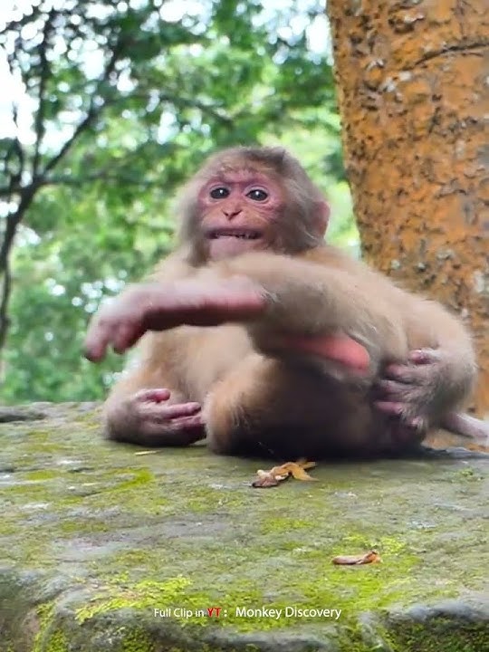 What are you doing Balina 003 #monkey #abandoned