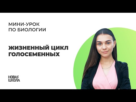 НШ | Биология. Жизненный цикл Голосеменных