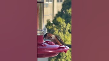 Nectar and Hummingbirds: A relationship you didn