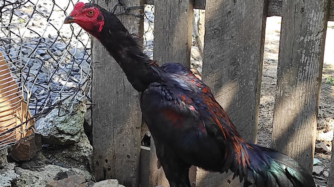 BAŞLANGIÇ VİDEOMUZ. HİNT HOROZLARİMİZİ GOSTERELİM DEDİK VİDEO UZUN İYİ SEYİRLER HERKESE