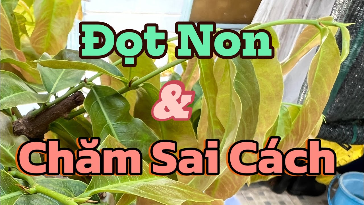 Những Điều Ko Nên làm Khi Mai Ra Đọt Non