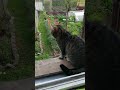 Решила сойти с платформы)) #лесной #nature #cat