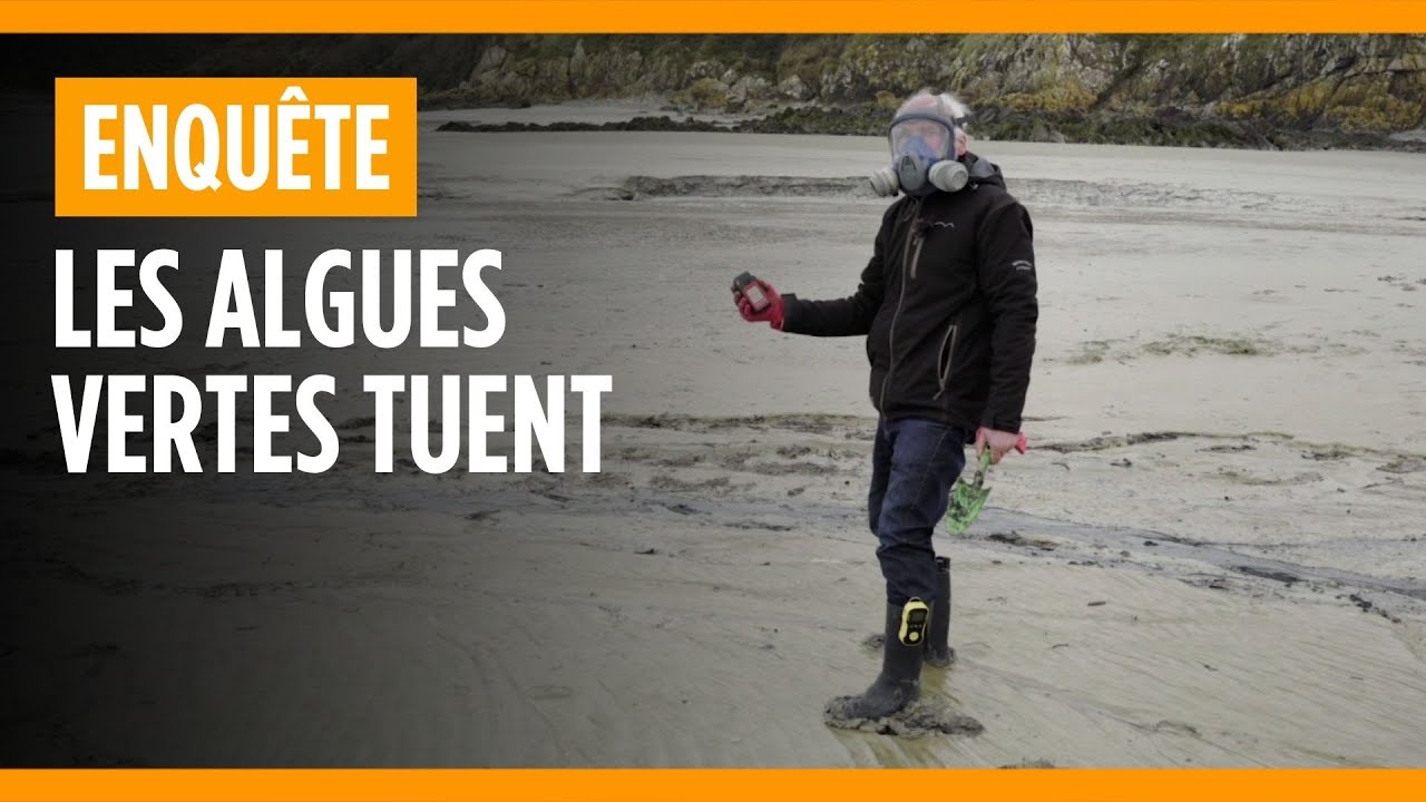 Les algues vertes. Interview de Yves-Marie le Lay, 2022