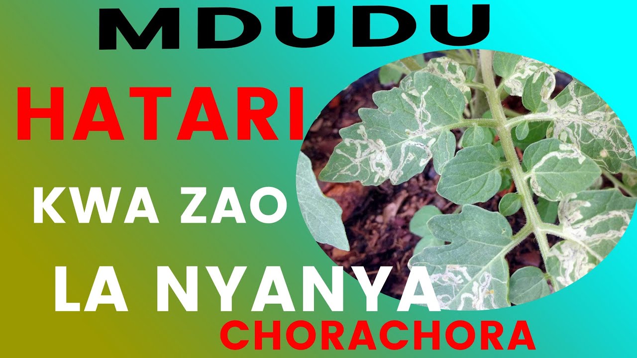 MDUDU ANAESUMBUA ZAIDI ZAO LA NYANYA.. CHORACHORA