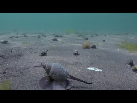 CONOCIENDO A LOS CARACOLES MARINOS DE LA PATAGONIA hqdefault