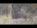 Venado cola blanca texano, ya están tirando los cuernos.