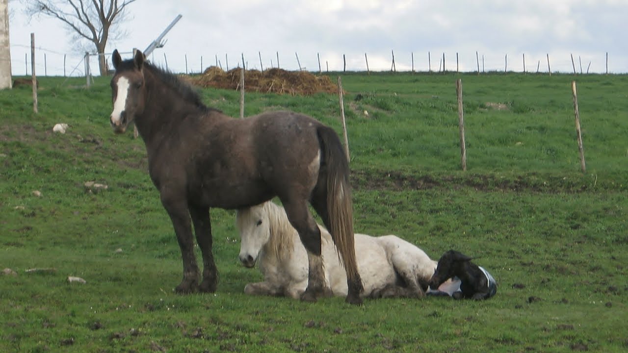 Nascita puledrino / Parto cavallo / Horse giving birth / FLEHMEN a 0.44