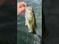 Bass fishing ASMR?? 🔥 #fishing #bassfishing #fypage #outdoors #fishingtips #asmr