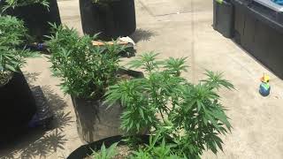 Update 7/5/19