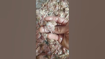 Mòi câu cá Vồ Đém @67angiang-mq8jz