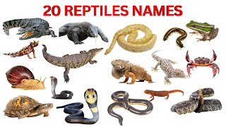 Reptiles Name In English For Kids Learn Lizard, Turtle, Snake For Kids Animal Names