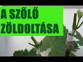 A szőlő zöldoltása