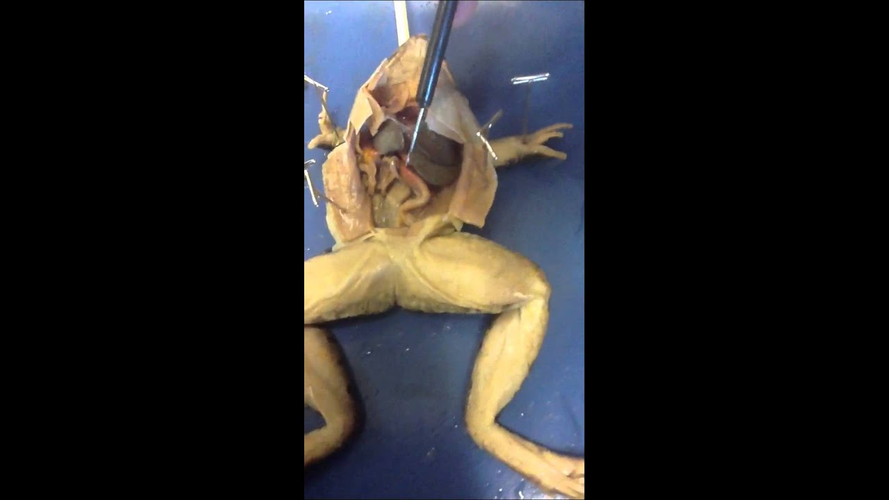 mhhe frog dissection mhhe frog dissection