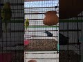 শুধু খায়🐦🐦 #birds #newshorts #shortsfeed #shortvideo #shorts #youtubeshorts #officalvideo #reels