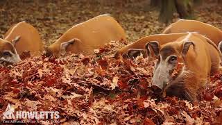 Red river hogs at Howletts enjoy a big pile of leaves!