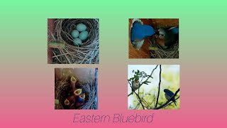 live stream eastern bluebirds 2nd brood 2024 | nestling