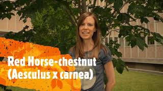 How to Identify Horse-chestnuts and Buckeyes