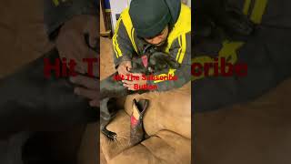 Working American Pitbull Arm Bite