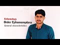 Order Ephemeroptera General characteristics