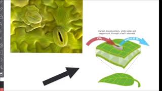 Chapter 3 study guide 2018