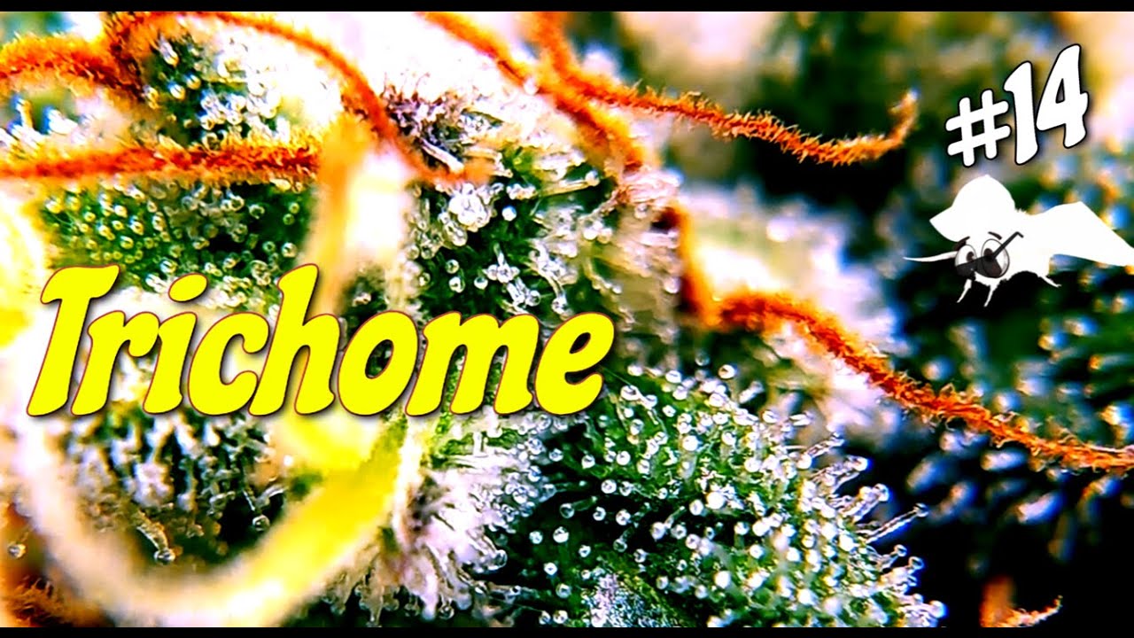 Trichome #23