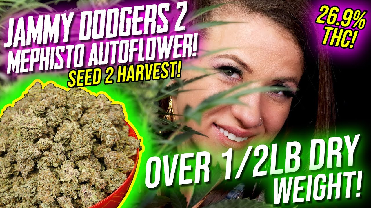 Семена Mephisto Jammy Dodgers №2 для сбора урожая автоцветов! 26,9%