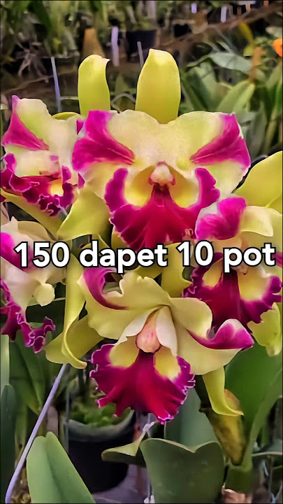 Anggrek cattleya ekonomis