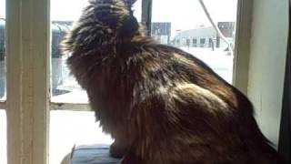 GERTIE'S BIG DAY by Ask the Cat Doctor 215 views 14 years ago 9 minutes, 39 seconds