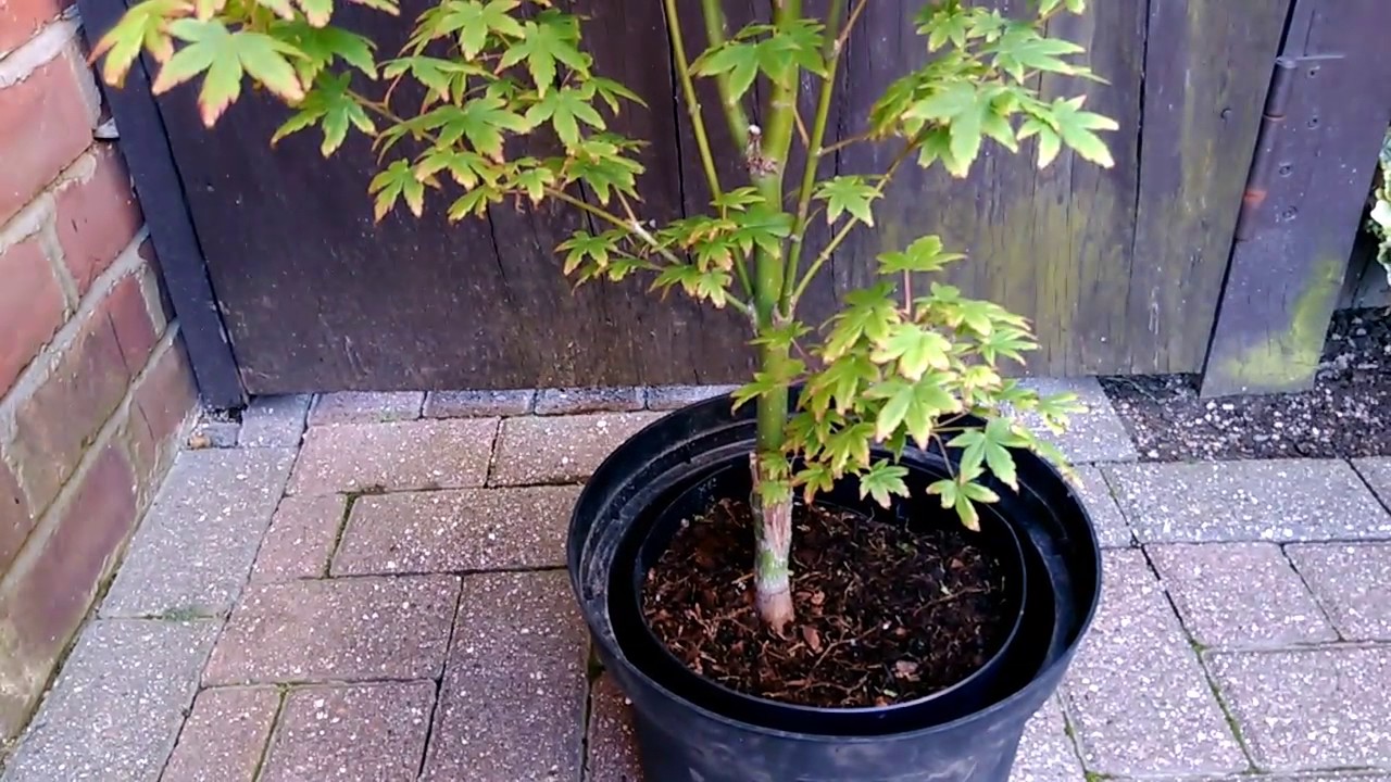 Beginners Care Guide For Japanese Maples - Care For Neglected Or