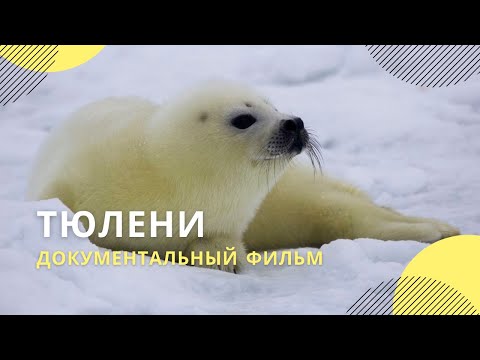 Видео: Какво носят морските тюлени?