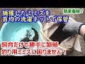 【簡単養殖】捕獲したミミズを100均の洗濯ネットで保管。飼育だけで勝手に繁殖！