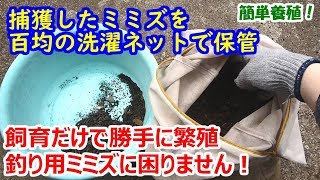 【簡単養殖】捕獲したミミズを100均の洗濯ネットで保管。飼育だけで勝手に繁殖！