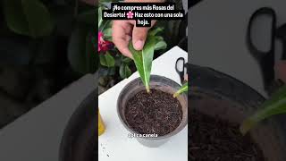 "¡No compres más Rosas del Desierto! 🌸 Haz esto con una sola hoja."