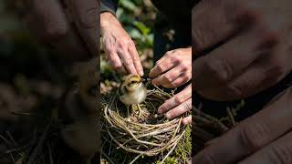 The Northern Goshawk Nestling's Dawn