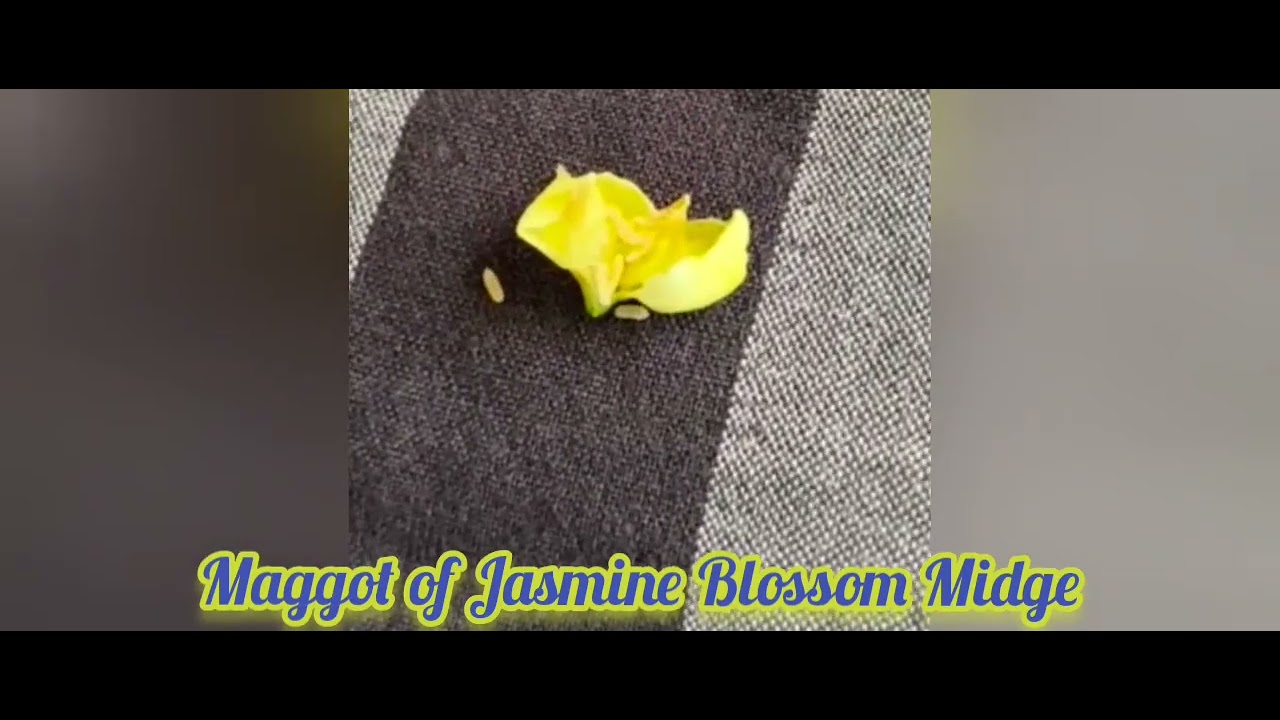Jasmine Blossom Midge