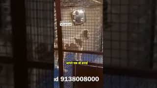 Top Dog Kennel In Haryana