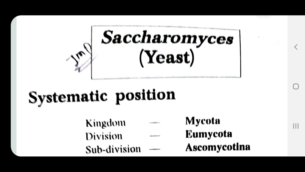 Yeast or Saccharomyces Part 1st(B.Sc. 1st Botany,Microbiology and Fungi)