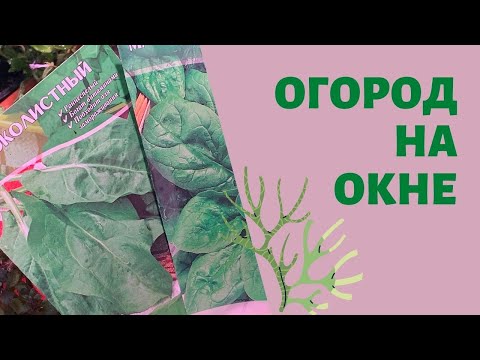 ОГОРОД на подоконнике. Выращиваем шпинат и щавель в домашних условиях. Посев семян овощей и цветов