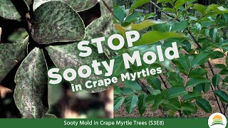 Sooty Mold in Crape Myrtle Trees ☀ (S3E8)